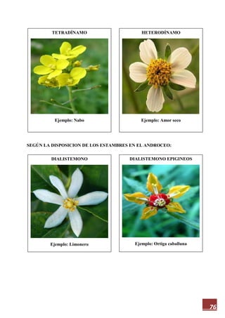 76
SEGÚN LA DISPOSICION DE LOS ESTAMBRES EN EL ANDROCEO:
TETRADÍNAMO
Ejemplo: Nabo
DIALISTEMONO EPIGINEOS
Ejemplo: Ortiga caballuna
DIALISTEMONO
Ejemplo: Limonero
HETERODÍNAMO
Ejemplo: Amor seco
 