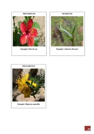 77
MONADELFO
Ejemplo: Flor de rey
DIADELFO
Ejemplo: Almorta silvestre
POLIADELFO
Ejemplo: Hipérico amarillo
 