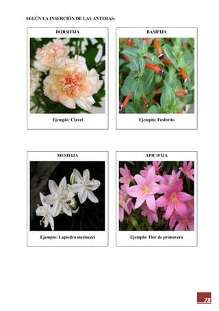 78
SEGÚN LA INSERCIÓN DE LAS ANTERAS:
DORSIFIJA
Ejemplo: Clavel
APICIFIJA
Ejemplo: Flor de primavera
MESIFIJA
Ejemplo: Lapiedra metinezzi
BASIFIJA
Ejemplo: Fosforito
 