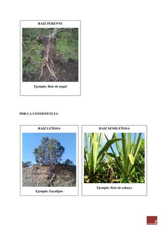 7
POR LA CONSISTENCIA:
RAIZ PERENNE
Ejemplo: Raíz de nogal
RAIZ SEMILEÑOSA
Ejemplo: Raíz de cabuya
RAIZ LEÑOSA
Ejemplo: Eucalipto
 