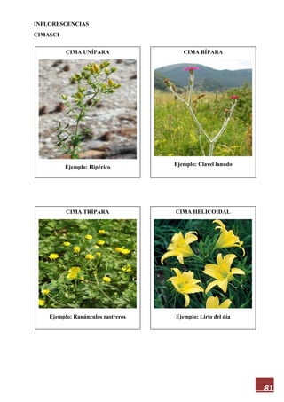 81
INFLORESCENCIAS
CIMASCI
CIMA UNÍPARA
Ejemplo: Hipérico
CIMA HELICOIDAL
Ejemplo: Lirio del día
CIMA TRÍPARA
Ejemplo: Ranúnculos rastreros
CIMA BÍPARA
Ejemplo: Clavel lanudo
 