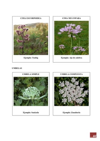 82
UMBELAS
CIMA ESCORPOIDEA
Ejemplo: Tushig
UMBELA COMPUESTA
Ejemplo: Zanahoria
UMBELA SIMPLE
Ejemplo: Sanícula
CIMA MULTIPARA
Ejemplo: Ajo de culebra
 