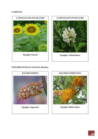 83
CAPITULO
INFLORESCENCIAS AXIALES: Racimos
CAPITULO CON INVOLUCRO
Ejemplo: Girasol
RACIMO COMPUESTO
Ejemplo: Roble sedoso
RACIMO SIMPLE
Ejemplo: Algarrobo
CAPITULO SIN INVOLUCRO
Ejemplo: Trébol blanco
 