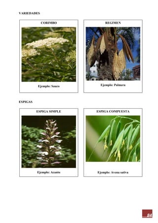 84
VARIEDADES
ESPIGAS
CORIMBO
Ejemplo: Sauco
ESPIGA COMPUESTA
Ejemplo: Avena sativa
ESPIGA SIMPLE
Ejemplo: Acanto
REGIMEN
Ejemplo: Palmera
 