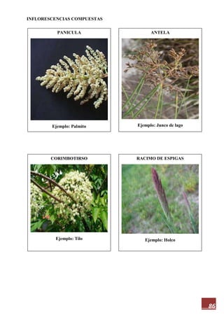 86
INFLORESCENCIAS COMPUESTAS
PANICULA
Ejemplo: Palmito
RACIMO DE ESPIGAS
Ejemplo: Holco
CORIMBOTIRSO
Ejemplo: Tilo
ANTELA
Ejemplo: Junco de lago
 