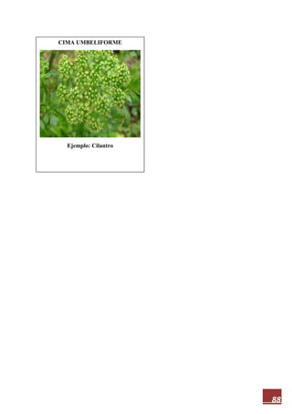 88
CIMA UMBELIFORME
Ejemplo: Cilantro
 