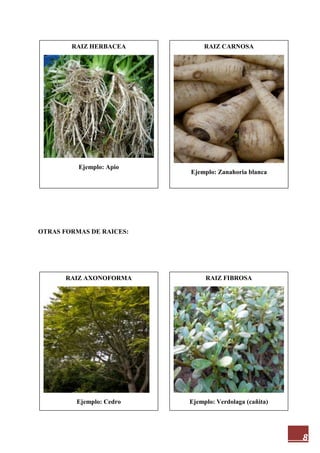 8
OTRAS FORMAS DE RAICES:
RAIZ HERBACEA
Ejemplo: Apio
RAIZ FIBROSA
Ejemplo: Verdolaga (cañita)
RAIZ AXONOFORMA
Ejemplo: Cedro
RAIZ CARNOSA
Ejemplo: Zanahoria blanca
 