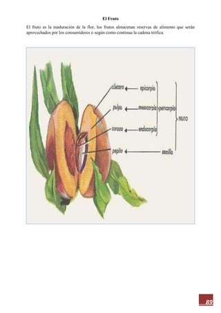 89
El Fruto
El fruto es la maduración de la flor, los frutos almacenan reservas de alimento que serán
aprovechados por los consumidores o según como continua la cadena trófica.
 