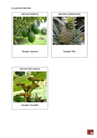 90
CLASES DE FRUTOS
FRUTOS SIMPLES
Ejemplo: Aguacate
FRUTOS MÚLTIPLES
Ejemplo: Naranjilla
FRUTOS COMPUESTOS
Ejemplo: Piña
 