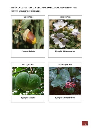 91
SEGÚN LA CONSISTENCIA Y DESARROLLO DEL PERICARPIO: Frutos secos
FRUTOS SECOS INDEHISCENTES
AQUENIO
Ejemplo: Bellota
TETRAQUENIO
Ejemplo: Chance Belloso
TRIAQUENIO
Ejemplo: Caucho
DIAQUENIO
Ejemplo: Rábano marino
 