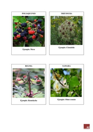 92
POLIAQUENIO
Ejemplo: Mora
SAMARA
Ejemplo: Olmo común
REGMA
Ejemplo: Remolacha
TRICOSURA
Ejemplo: Clemátide
 