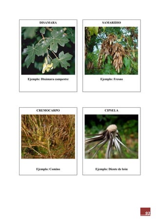 93
DISAMARA
Ejemplo: Disámara campestre
CIPSELA
Ejemplo: Diente de león
CREMOCARPO
Ejemplo: Comino
SAMARIDIO
Ejemplo: Fresno
 