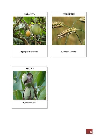 94
BALAUSTA
Ejemplo: Granadilla
NUECES
Ejemplo: Nogal
CARIOPSIDE
Ejemplo: Cebada
 