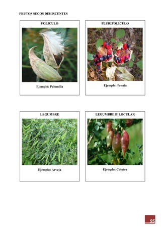 95
FRUTOS SECOS DEHISCENTES
FOLICULO
Ejemplo: Palomilla
LEGUMBRE BILOCULAR
Ejemplo: Colutea
LEGUMBRE
Ejemplo: Arveja
PLURIFOLICULO
Ejemplo: Peonia
 