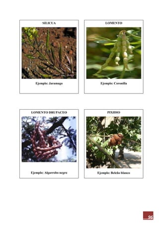96
SILICUA
Ejemplo: Jaramago
PIXIDIO
Ejemplo: Beleño blanco
LOMENTO DRUPACEO
Ejemplo: Algarrobo negro
LOMENTO
Ejemplo: Coronilla
 