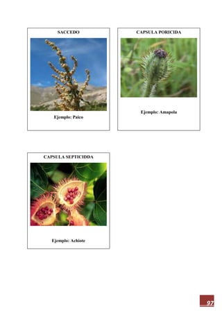 97
SACCEDO
Ejemplo: Paico
CAPSULA SEPTICIDDA
Ejemplo: Achiote
CAPSULA PORICIDA
Ejemplo: Amapola
 