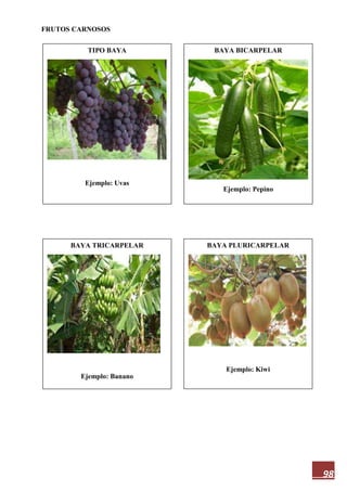98
FRUTOS CARNOSOS
TIPO BAYA
Ejemplo: Uvas
BAYA PLURICARPELAR
Ejemplo: Kiwi
BAYA TRICARPELAR
Ejemplo: Banano
BAYA BICARPELAR
Ejemplo: Pepino
 