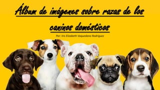 Álbum de imágenes sobre razas de los
caninos domésticosPor: Iris Elizabeth Vaquedano Rodríguez
 