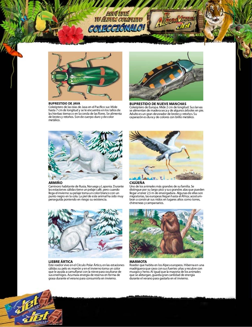 Album chocolates jet, historia natural