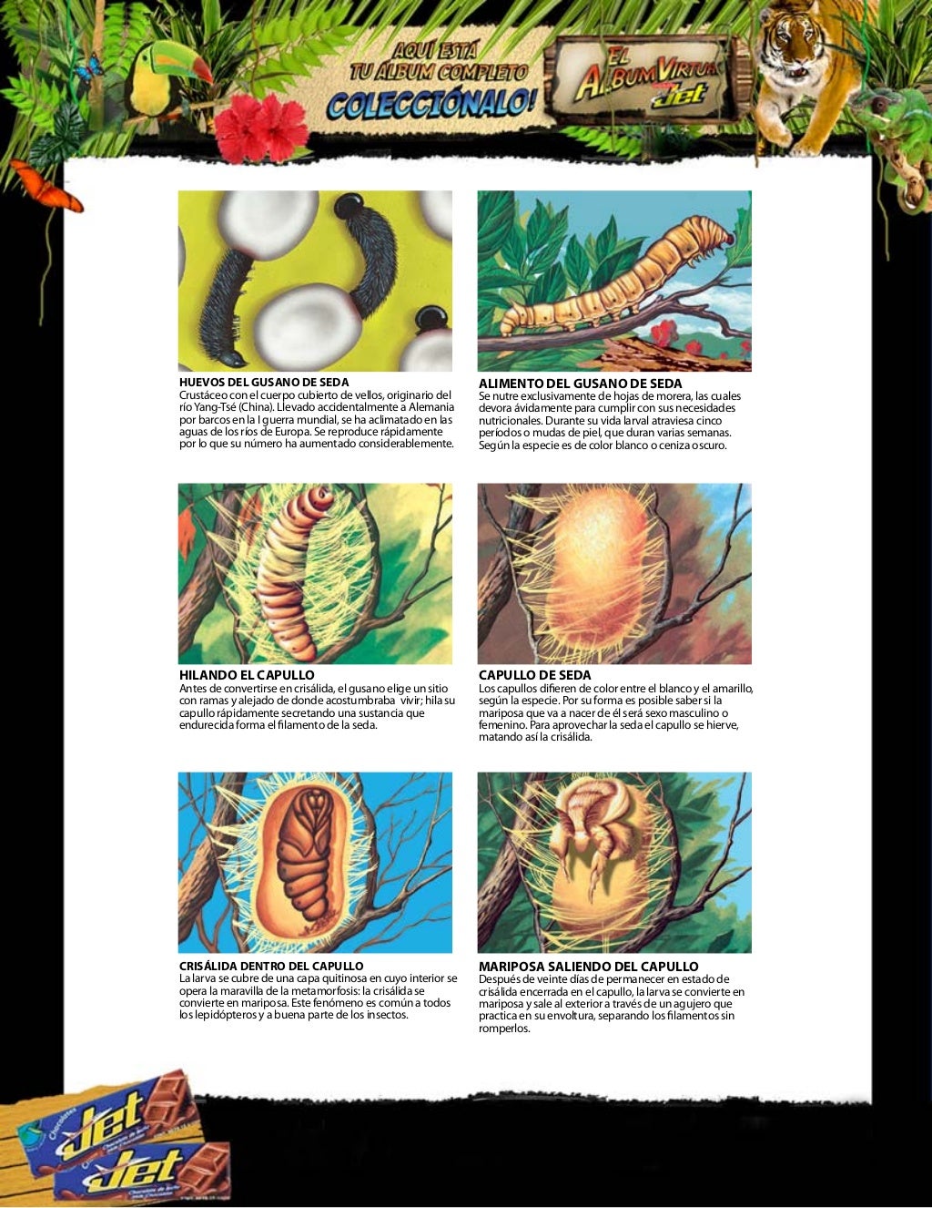 Album chocolates jet, historia natural