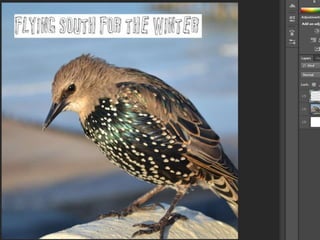 Album cover production