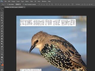 Album cover production