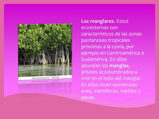 Los manglares. Estos
ecosistemas son
característicos de las zonas
pantanosas tropicales
próximas a la costa, por
ejemplo en Centroamérica o
Sudamérica. En ellos
abundan los mangles,
árboles acostumbrados a
vivir en el lodo del manglar.
En ellos viven numerosas
aves, mamíferos, reptiles y
peces.
 