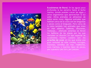 Ecosistemas de litoral. En las aguas poco
profundas la luz penetra hasta el lecho
marino, donde pueden crecer las algas y
otros organismos que aprovechan la luz
solar. Otros animales se alimentan de
estos seres vivos. Algunos animales que
habitan cerca de la costa son las langostas
y peces como el lenguado. Pero cerca de
la costa también hay animales que viven
en mar abierto: ballenas, tiburones,
medusas… ¡Menuda sorpresa se llevan
los bañistas de las playas por las que
merodea un tiburón! Un tipo especial de
ecosistema marino costero son los
arrecifes de coral, en los que existe una
gran variedad de vida: corales, tortugas,
esponjas, estrellas de mar, mejillones,
aves marinas, y muchos tipos de peces,
por supuesto: pez loro, pez payaso.
 