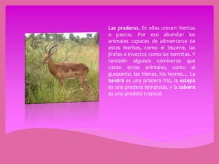 Las praderas. En ellas crecen hierbas
o pastos. Por eso abundan los
animales capaces de alimentarse de
estas hierbas, como el bisonte, las
jirafas o insectos como las termitas. Y
también algunos carnívoros que
cazan estos animales, como el
guepardo, las hienas, los leones… La
tundra es una pradera fría, la estepa
es una pradera templada, y la sabana
es una pradera tropical.
 
