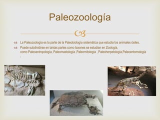 
 La Paleozoología es la parte de la Paleobiología sistemática que estudia los animales ósiles.
 Puede subdividirse en tantas partes como taxones se estudian en Zoología,
como Paleoantropología, Paleomastología ,Paleornitología , Paleoherpetología,Paleoentomología
.
Paleozoología
 