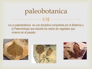 
 La paleobotánica es una disciplina compartida por la Botánica y
la Paleontología que estudia los restos de vegetales que
vivieron en el pasado
paleobotanica
 