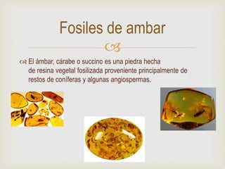 
 El ámbar, cárabe o succino es una piedra hecha
de resina vegetal fosilizada proveniente principalmente de
restos de coníferas y algunas angiospermas.
Fosiles de ambar
 