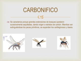 
 Se caracteriza porque grandes extensiones de bosques quedaron
sucesivamente sepultadas, dando origen a estratos de carbón. Mientras van
extinguiéndose los peces primitivos, se expanden los cartilaginosos y óseos.
CARBONIFICO
 