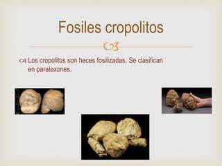 
 Los cropolitos son heces fosilizadas. Se clasifican
en parataxones.
Fosiles cropolitos
 