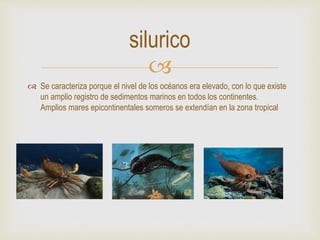
 Se caracteriza porque el nivel de los océanos era elevado, con lo que existe
un amplio registro de sedimentos marinos en todos los continentes.
Amplios mares epicontinentales someros se extendían en la zona tropical
silurico
 