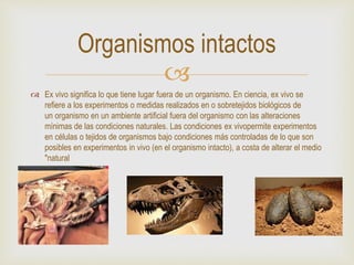 
 Ex vivo significa lo que tiene lugar fuera de un organismo. En ciencia, ex vivo se
refiere a los experimentos o medidas realizados en o sobretejidos biológicos de
un organismo en un ambiente artificial fuera del organismo con las alteraciones
mínimas de las condiciones naturales. Las condiciones ex vivopermite experimentos
en células o tejidos de organismos bajo condiciones más controladas de lo que son
posibles en experimentos in vivo (en el organismo intacto), a costa de alterar el medio
"natural
Organismos intactos
 