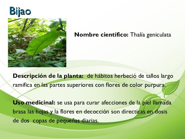científico origanum vulgaredescripción de la planta de unos 40 científico origanum vulgaredescripción de la planta de unos 40