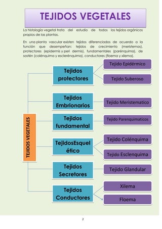Album de tejidos vegetales | DOCX