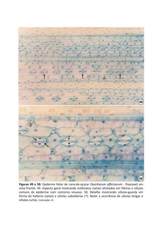 49




                                         *
                                         *




                                                                                                      50
Figuras  49  e  50.  Epiderme  foliar  de  cana‐de‐açúcar  (Saccharum officinarum ‐ Poaceae)  em 
vista frontal. 49. Aspecto geral mostrando estômatos (setas) alinhados em fileiras e células 
comuns  da  epiderme  com  contorno  sinuoso.  50.  Detalhe  mostrando  células‐guarda  em 
forma  de  halteres  (setas)  e  células  subsidiárias  (*).  Notar  a  ocorrência  de  células  longas  e 
células curtas. Coloração: VI.
 