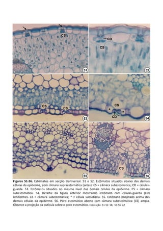 CS
                                                                          CD

                                                                    CS




                                                       51                                               52




                      CS                                                        CS
                                       CS
                                                                           *
                                                                                      *
                                                                               CD                       54
                                                       53




                                                                                     CS

                                                       55                                               56
Figuras  51‐56.  Estômatos  em  secção  transversal.  51  e  52.  Estômatos  situados  abaixo  das  demais 
células da epiderme, com câmara supraestomática (setas). CS = câmara subestomática; CD = células‐
guarda.  53.  Estômatos  situados  no  mesmo  nível  das  demais  células  da  epiderme.  CS  =  câmara 
subestomática.  54.  Detalhe  da  figura  anterior  mostrando  estômato  com  células‐guarda  (CD) 
reniformes.  CS  =  câmara  subestomática;  *  =  célula  subsidiária.  55.  Estômato  projetado  acima  das 
demais  células  da  epiderme.  56.  Poro  estomático  aberto  com  câmara  subestomática (CS)  ampla.  
Observe a projeção da cutícula sobre o poro estomático. Coloração: 51‐52. SB;  53‐56. AT
 