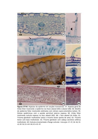 AD




  AB                                                              57


                                                                                         61




                                                                  58




                                                                                         62




                                                                  59                     63
                                                          AD




  AB                                                              60                     64
Figuras  57‐64.  Aspectos  da  epiderme  em  secções  transversais.  57.  Aspecto  geral  de 
limbo foliar mostrando a epiderme nas faces adaxial (AD) e abaxial (AB). 58. Detalhe 
de  epiderme  foliar  mostrando  estômatos  com  câmara  supra‐estomática  (setas).  59. 
Células  epidérmicas  com  a  parede  periclinal  externa  espessa.  60.  Limbo  foliar
mostrando  cutícula  espessa  na  face  adaxial  (AD).  AB  =  face  abaxial  do  limbo.  61. 
Tricoma glandular  multicelular  (seta)  e  tricoma tector (ponta  de  seta).  62.  Tricoma
tector com  base  multicelular.  63.  Tricoma glandular  com  cabeça  secretora  esférica 
multicelular. 64. Cutícula ornamentada e flange cuticular. Coloração: 57. AT; 58. AA; 59. 
LG; 60. Sd; 61 e 64. AA; 62 e 63. AT.
 