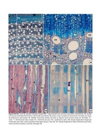 FS
                                                                                                           *
                                                                                                                 *
                                                                                            *
                                                                                   *
                                                                                                                          R
                                                                                                       C
                                                                                                                                   EV

                                                                           EV
              XS




                                                                   R                         R
                                                                          PA

                                                   98                                                                                99




   R                                                                                                                           EV
                                        R


    EV                                              EV
                                                                                                 EV



                                                                                  R
          R                     EV


                                                          100                                                                        101
Figuras 98‐101. Caule de copaíba (Copaifera langsdorffii ‐ Leguminosae) com estrutura secundária estabelecida. 98. Secção 
transversal mostrando floema (FS) e xilema (XS) secundários. No xilema, notar camadas de crescimento marcadas por faixas 
de  parênquima  axial  (setas).  99.  Detalhe  mostrando  câmbio  (C)  onde  se  observa  canal  secretor  (seta)  em  formação.  R  = 
raios;  *  =  elemento  de  tubo  crivado;  EV  =  elemento  de  vaso;  PA  = parênquima  axial.  100.  Secção  longitudinal  tangencial 
mostrando vasos (EV), canais secretores bifurcados (setas) e raios (R). 101. Secção longitudinal radial mostrando vasos (EV), 
canais secretores (setas) e raios (R). Coloração: SB.
 