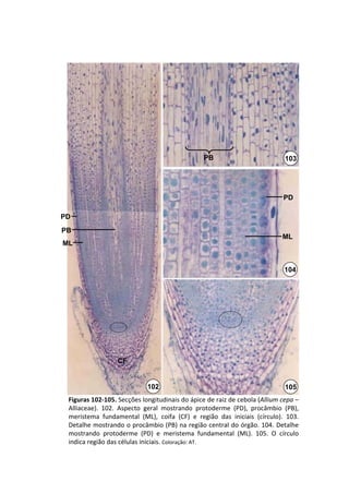 PB                             103




                                                                                 PD

PD
PB
                                                                                 ML
ML


                                                                                  104




                   CF


                              102                                                 105
 Figuras 102‐105. Secções longitudinais do ápice de raiz de cebola (Allium cepa –
 Alliaceae).  102.  Aspecto  geral  mostrando  protoderme (PD),  procâmbio (PB), 
 meristema  fundamental  (ML),  coifa  (CF)  e  região  das  iniciais  (círculo).  103. 
 Detalhe mostrando o procâmbio (PB) na região central do órgão. 104. Detalhe 
 mostrando  protoderme (PD)  e  meristema  fundamental  (ML).  105.  O  círculo 
 indica região das células iniciais. Coloração: AT.
 