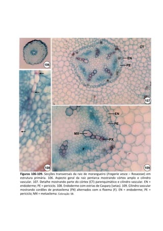 CT


                                                                                   EN
                  106                                                             PE




                                                                                                 107


                                                                          EN


                                                                          PE


                                         MX
                                                                     PX

                                                F




                   108                                                                           109
Figuras  106‐109.  Secções  transversais  da  raiz  de  morangueiro  (Fragaria  vesca – Rosaceae)  em 
estrutura  primária.  106.  Aspecto  geral  da  raiz  pentarca mostrando  córtex  amplo  e  cilindro 
vascular. 107. Detalhe mostrando parte do córtex (CT) parenquimático e cilindro vascular. EN = 
endoderme; PE = periciclo. 108. Endoderme com estrias de Caspary (setas). 109. Cilindro vascular 
mostrando  cordões  de  protoxilema  (PX)  alternados  com  o  floema  (F).  EN  =  endoderme;  PE  = 
periciclo; MX = metaxilema. Coloração: SB.
 