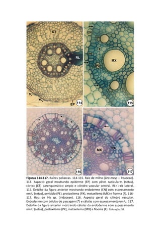 CT                           EN




                                                            F
                                                  PE
                                        RL
                                                                      MX
                                                           PX




                                    EP 114                                         115



                            *
         *                          *

                                                       F


                                                                     PX
                                                           MX

                                    *


                                        116                                        117
Figuras 114‐117. Raízes poliarcas. 114‐115. Raiz de milho (Zea mays – Poaceae). 
114.  Aspecto  geral  mostrando  epiderme  (EP)  com  pêlos  radiculares (setas), 
córtex  (CT)  parenquimático amplo  e  cilindro  vascular  central.  RL=  raiz  lateral. 
115. Detalhe da figura anterior mostrando endoderme  (EN)  com  espessamento 
em U (setas), periciclo (PE), protoxilema (PX), metaxilema (MX) e floema (F). 116‐
117.  Raiz  de  Iris sp.  (Iridaceae).  116.  Aspecto  geral  do  cilindro  vascular. 
Endoderme com células de passagem (*) e células com espessamento em U. 117. 
Detalhe da figura anterior mostrando células da endoderme com espessamento 
em U (setas), protoxilema (PX), metaxilema (MX) e floema (F). Coloração: SB.
 