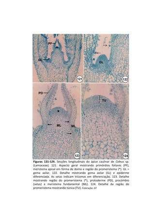 PF
                  *

    GL
                                                     GL




                                    121                                  122



    PD

                                                        TU



                   *
                   ML          ML




                                 123                                     124
Figuras  121‐124.  Secções  longitudinais  do  ápice  caulinar  de  Coleus sp. 
(Lamiaceae).  121.  Aspecto  geral  mostrando  primórdios  foliares  (PF), 
meristema apical em forma de  domo  e  região  do  promeristema (*).  GL  = 
gema  axilar.  122.  Detalhe  mostrando  gema  axilar  (GL)  e  epiderme 
diferenciada.  As  setas  indicam  tricomas em  diferenciação.  123.  Detalhe 
mostrando  região  do  promeristema (*),  protoderme (PD),  procâmbio
(setas)  e  meristema  fundamental  (ML).  124.  Detalhe  da  região  do 
promeristema mostrando túnica (TU). Coloração: AT
 