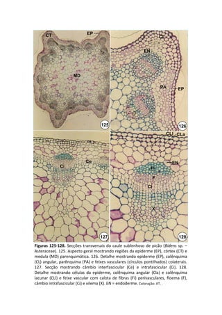 CT                        EP
                                                                                CL


                                                                     EN




                        MD

                                                                                PA        EP




                                          125                                               126
                                                                                     CLl CLa




                                Ce                                                     EN
                Ci                                                        Fi

                                                                            F
                                                                       Ci



                                                                          X




  Bidens sp.                             127                                              128
Figuras  125‐128.  Secções  transversais  do  caule  sublenhoso  de  picão  (Bidens sp.  –
Asteraceae). 125. Aspecto geral mostrando regiões da epiderme (EP), córtex (CT) e 
medula (MD) parenquimática. 126. Detalhe mostrando epiderme (EP), colênquima 
(CL) angular, parênquima (PA) e feixes vasculares (círculos pontilhados) colaterais. 
127.  Secção  mostrando  câmbio  interfascicular (Ce)  e  intrafascicular (Ci).  128. 
Detalhe  mostrando  células  da  epiderme,  colênquima  angular  (Cla)  e  colênquima 
lacunar  (CLl)  e  feixe  vascular  com  calota  de  fibras  (Fi)  perivasculares,  floema  (F), 
câmbio intrafascicular (Ci) e xilema (X). EN = endoderme. Coloração: AT. .
 