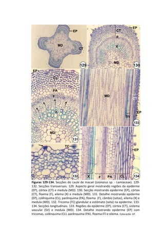 EP
                                  EP                              CT

                                                                  F

                        MD                                       X
                                        CT



                                                                MD
                                        129                                    130
 EP

                CL


                PA
                F                                       MD
                                                                              CT



                    X                                                             EP
                                                                         SV
                                                                               133


              MD

                                  131

                             TC
                                                                                EP




                                  132         X      F      PA       CL          134
Figuras  129‐134.  Secções  do  caule  de  macaé (Leonorus sp.  ‐ Lamiaceae).  129‐
132.  Secções  transversais.  129.  Aspecto  geral  mostrando  regiões  da  epiderme 
(EP), córtex (CT) e medula (MD). 130. Secção mostrando epiderme (EP), córtex 
(CT), floema (F), xilema (X)  e  medula  (MD).  131.  Detalhe  mostrando  epiderme 
(EP), colênquima (CL), parênquima (PA), floema  (F), câmbio (setas), xilema (X) e 
medula (MD). 132. Tricoma (TC) glandular e estômato (seta) na epiderme. 133‐
134. Secções longitudinais. 133. Regiões da epiderme (EP), córtex (CT), sistema 
vascular  (SV)  e  medula  (MD).  134.  Detalhe  mostrando  epiderme  (EP)  com 
tricomas, colênquima (CL), parênquima (PA), floema (F) e xilema. Coloração: AT.
 