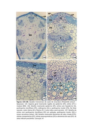 HP
                          CT                                                       EP
                                        EP
                                                                 CL
                                                 PC



                                                 PA


                  MD
                                                                 F



                                                                  X




                                       135                                           136



                          PP


                     PA                                 CP
                                                        CC

                                                ETC


                                                                 CP
                                                        EV
                                                                         EV
                                                                 EV

                                       137                                           138
Figuras  135‐138.  Secções  transversais  do  caule  de  erva‐doce  (Pimpinella anisum ‐
Apiaceae).  135.  Aspecto  geral  mostrando  regiões  da  epiderme  (EP),  córtex  (CT)  e 
medula  (MD).  136.  Detalhe  mostrando  epiderme  (EP),  córtex  com  hipoderme  (H), 
parênquima  clorofiliano (PC),  colênquima  (CL)  e  parênquima  incolor  (PA).  No  feixe 
vascular, notar xilema (X) e floema (F). A seta indica canal secretor. 137. Detalhe do 
córtex  com  parênquima  clorofiliano (PC)  em  paliçada,  parênquima  incolor  (PA)  e 
canais secretores (setas). 138. Detalhe mostrando elementos de tubo crivado (ETC), 
células companheiras (CC), células parenquimáticas (CP) e elementos de vaso (EV). As 
setas indicam procâmbio. Coloração: AT.
 