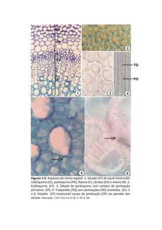 CL


                    PA
                                                                             2
                    F
                    CV
                                                                                    TQ



                    X                                                               PO



                                     1                         3             4




                                                                CP




                        CP



                                               5                              6
Figuras 1‐6. Aspectos da célula vegetal. 1. Secção (ST) de caule mostrando 
colênquima (CL), parênquima (PA), floema (F), câmbio (CV) e xilema (X). 2. 
Colênquima.  (ST).  3.  Células  de  parênquima  com  campos  de  pontoação
primários. (ST). 4. Traqueídes (TQ) com pontoações (PO) areoladas. (SL). 5 
e  6.  Detalhe    (ST)  mostrando  canais  de  pontoação (CP)  nas  paredes  das 
células. Coloração: 1.AT; 2.VI; 3 e 4. SC; 5. AT. 6. AA.
 